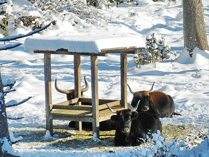 Nationalparkzentrum Falkenstein 6