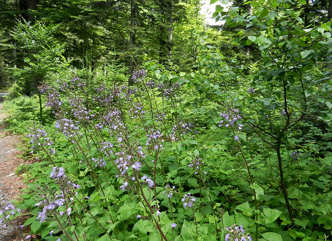 Im Nationalparkzentrum Lusen