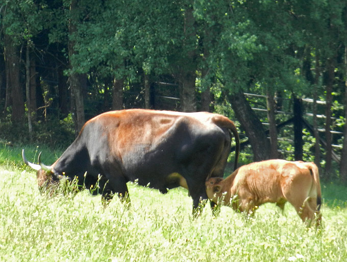 Naturparkzentrum Falkenstein