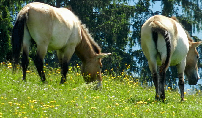 Naturparkzentrum Falkenstein 6