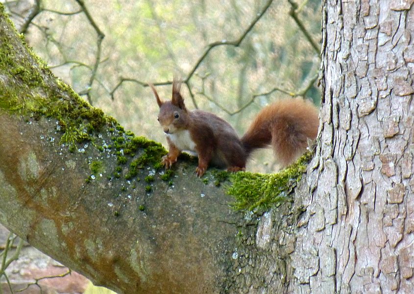 D:Bayern>Miltenberg>Mildenburg>Burghof>Eichhörnchen1