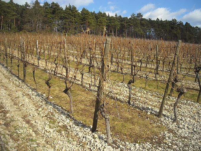 ERLENBACH-TIEFENTHAL > Weinberg