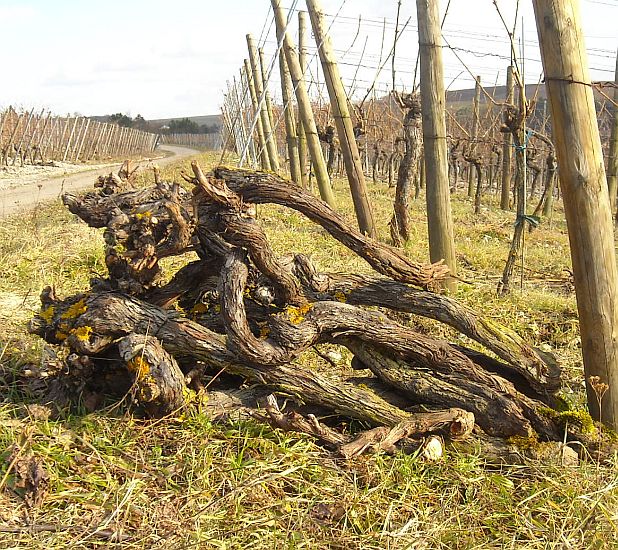 ERLENBACH-TIEFENTHAL > Weinberg