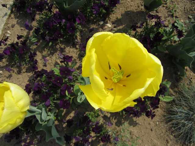 Blumenschmuck im Kur Park