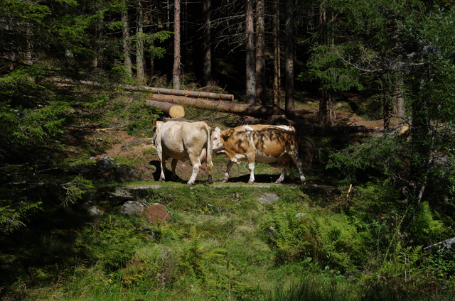 Wanderung im Seebachtal / Mallnitz 2