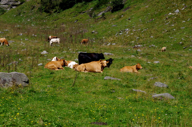 Wanderung im Seebachtal / Mallnitz 8