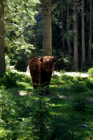 Wanderung im Seebachtal / Mallnitz 6