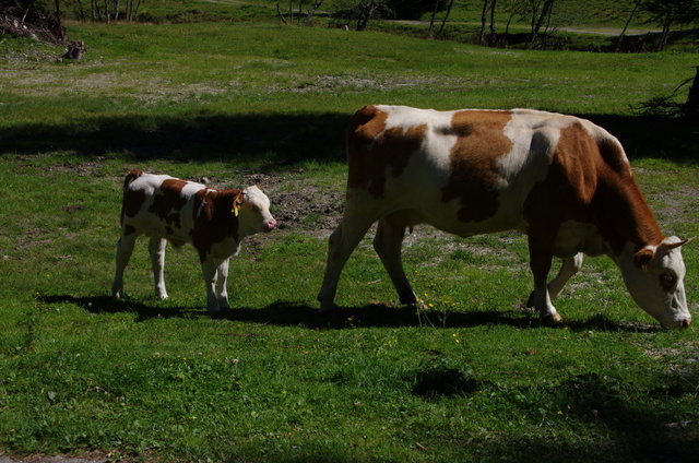 Wanderung im Seebachtal / Mallnitz 6