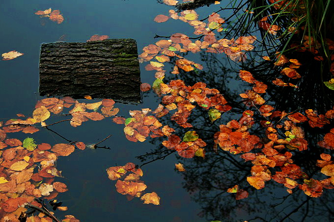 Nationalpark Jasmund 5