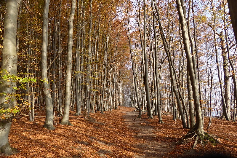 14 8Jasmund von Sassnitz Kieler Bach 029