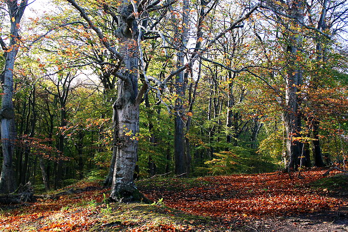 Nationalpark Jasmund 8