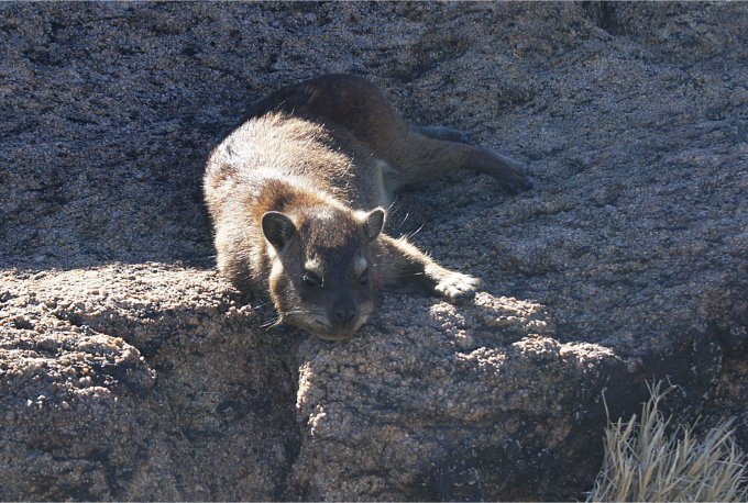 Dassie-04