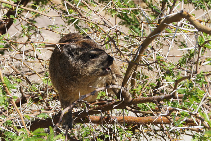 Dassie-08