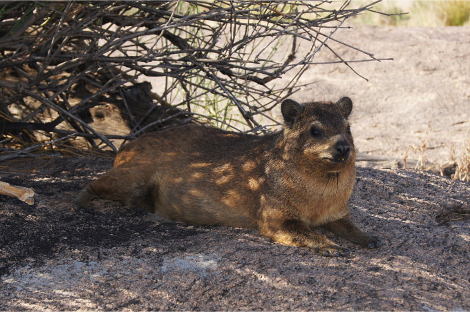 Dassie-14