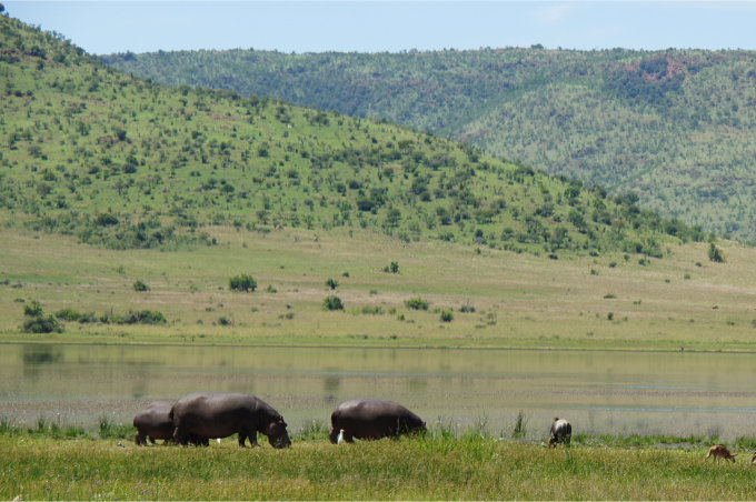 Pilanesberg-04