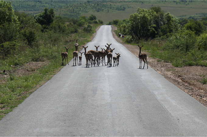 Pilanesberg-14