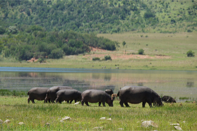 Pilanesberg-21