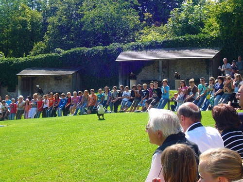 Falknerei im Altmühltal 3