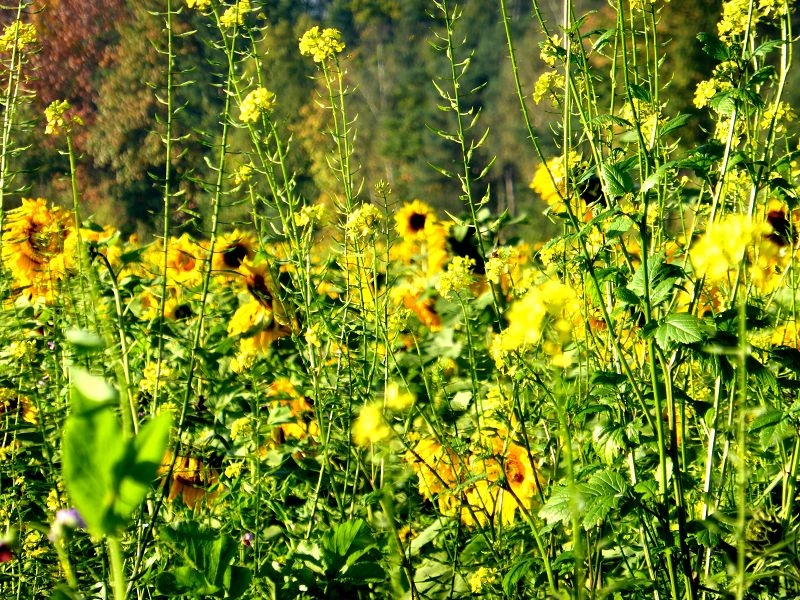 Herbstspaziergang