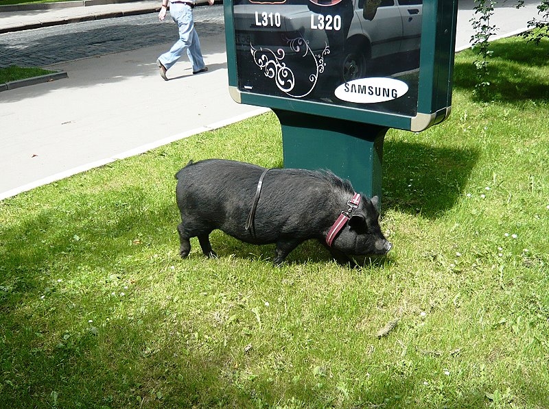 Lemberg > Spaziergang mit Schwein