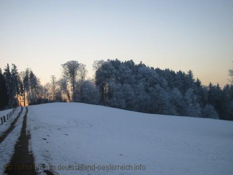 ANRIED > Saulacher Berg > Wald