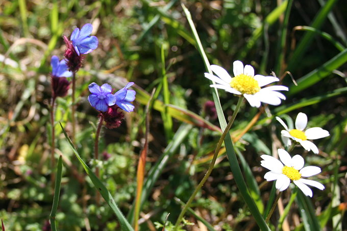 Frühling in Vela Luka 3