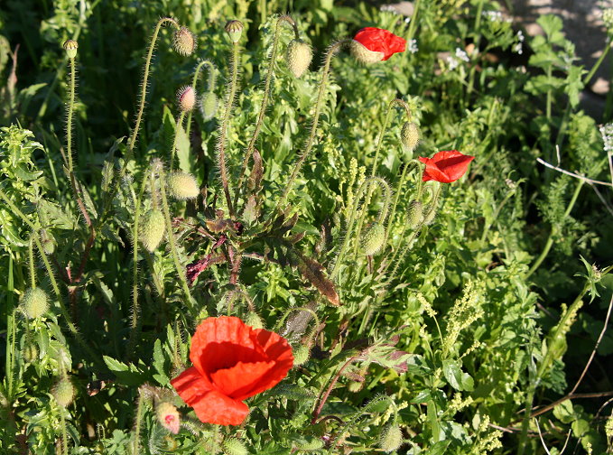 Frühling in Vela Luka