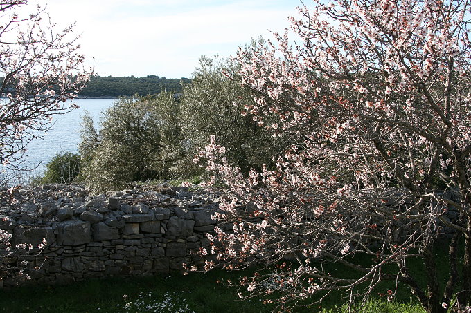 Frühling in Vela Luka 8