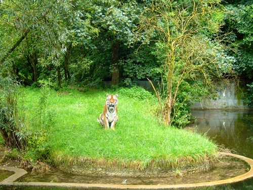 Zoo Hellabrunn Tiger