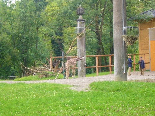 Zoo Hellabrunn Giraffenjunges