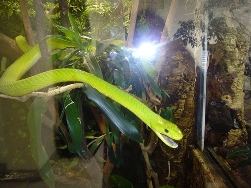 Zoo Hellabrunn Grüne Mamba