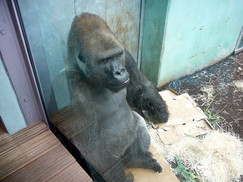 Zoo Hellabrunn Der Silberrücken