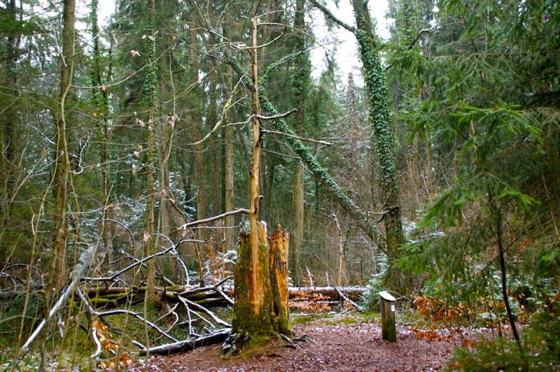 WEILHEIM-SCHONGAU >  Gemeinde Wessobrunn > Paterzeller Eibenwald