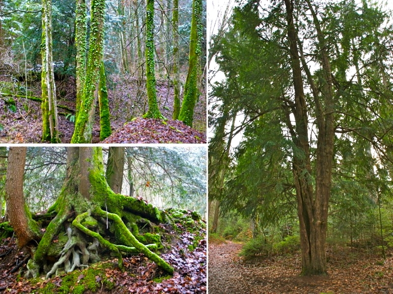 WEILHEIM-SCHONGAU >  Gemeinde Wessobrunn > Paterzeller Eibenwald