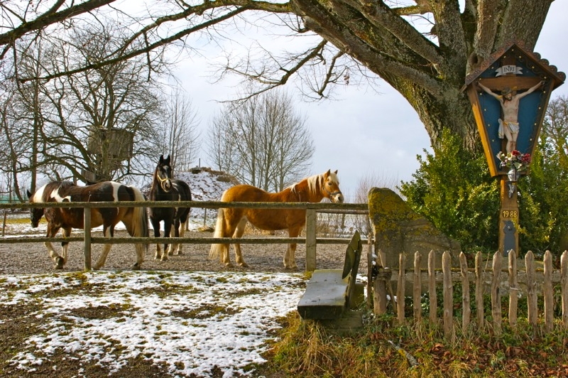 WEILHEIM-SCHONGAU >  Gemeinde Wessobrunn > Paterzeller Eibenwald