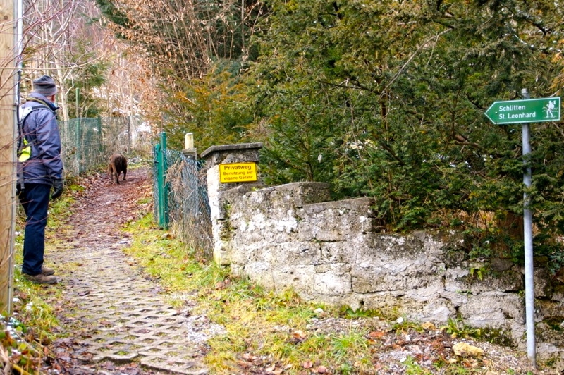 WEILHEIM-SCHONGAU >  Gemeinde Wessobrunn > Paterzeller Eibenwald