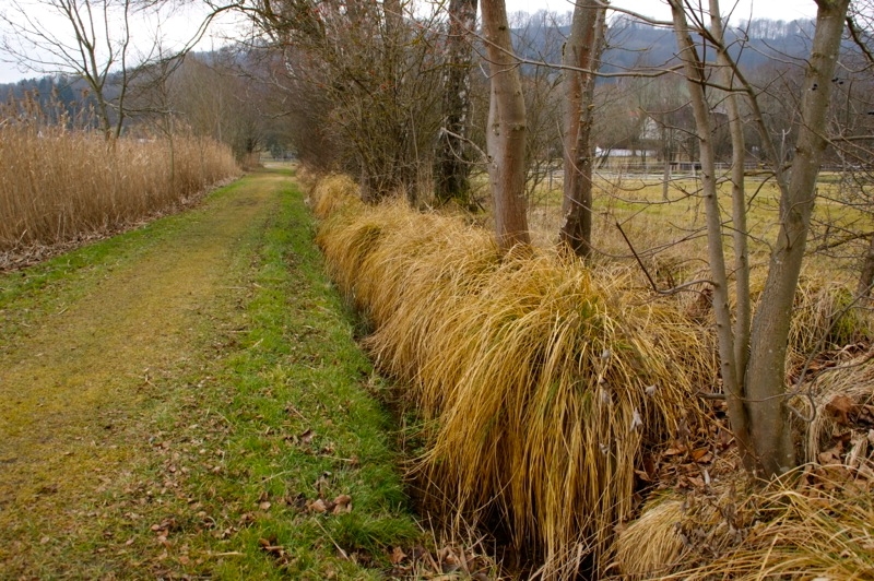 WEILHEIM-SCHONGAU >  Gemeinde Wessobrunn > Paterzeller Eibenwald