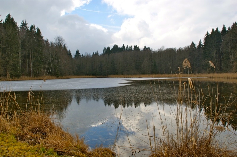 WEILHEIM-SCHONGAU >  Gemeinde Wessobrunn > Paterzeller Eibenwald