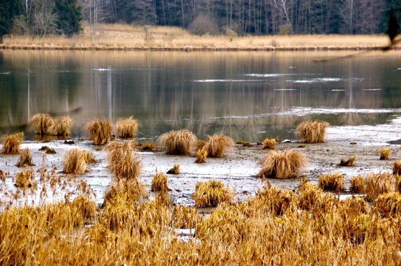 WEILHEIM-SCHONGAU >  Gemeinde Wessobrunn > Paterzeller Eibenwald