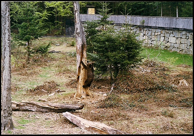 NEUSCHÖNAU > Nationalpark Bayerischer Wald > Bärengehege