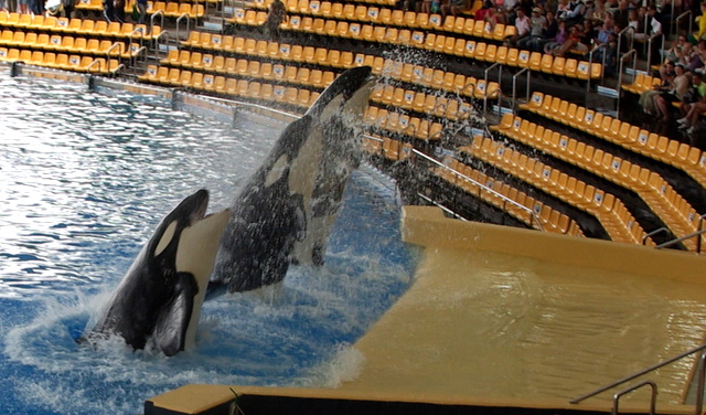 LORO PARQUE > 30_Orca Ocean