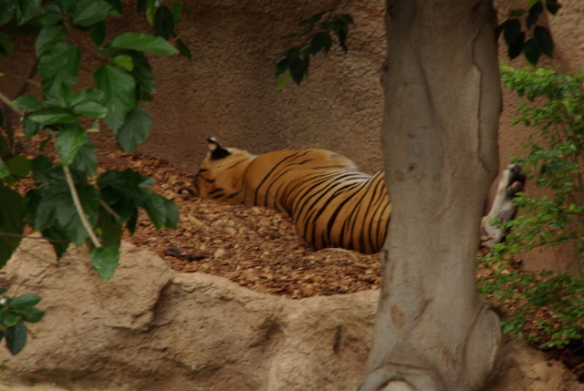 LORO PARQUE > 28_Ein paar Eindrücke