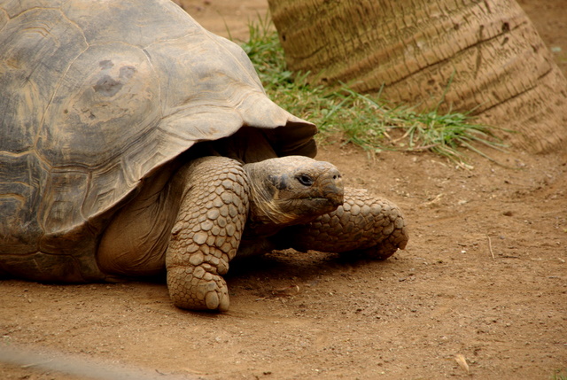 LORO PARQUE > 27_Ein paar Eindrücke