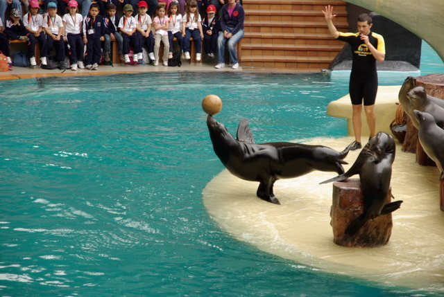 LORO PARQUE > 06_Seelöwenshow