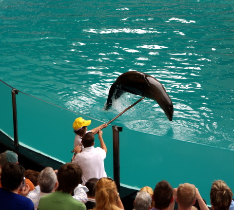 LORO PARQUE > 06_Seelöwenshow