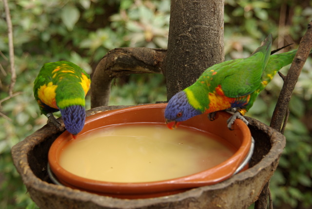 LORO PARQUE > 10_Katandra Treelops > Ein paar Eindrücke