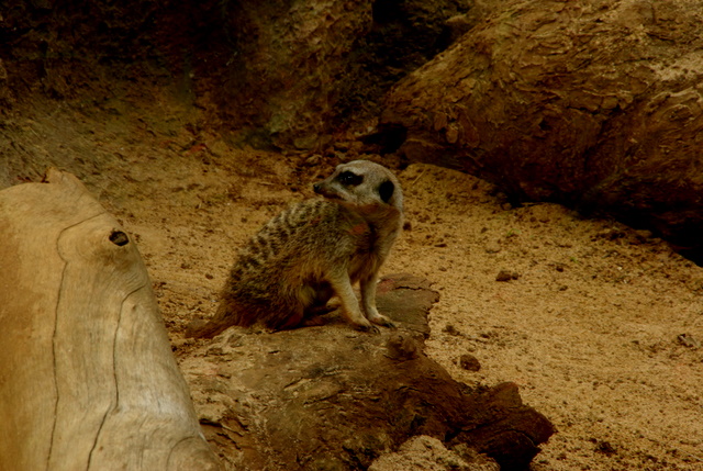 LORO PARQUE > 13_Erdmännchen > Ein paar Eindrücke