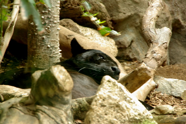 LORO PARQUE > 20_Ein paar Eindrücke