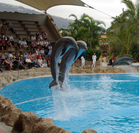 LORO PARQUE > 29_Delphinshow