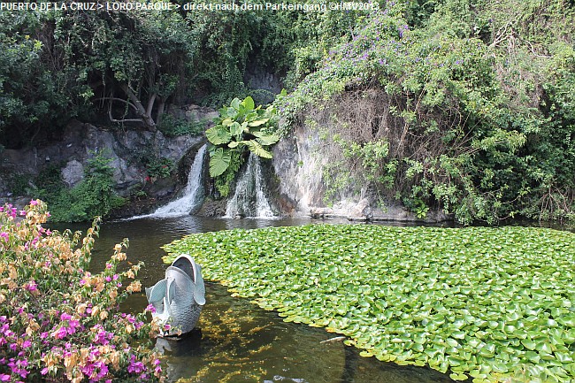 LORO PARQUE 2013 > 03_Eingangsbereich > Thai-Dorf mit Koi-Karpfen